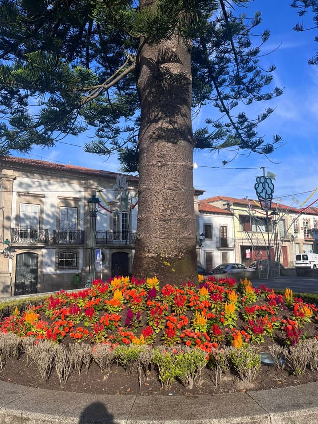 A large tree surrounded by a circular flower bed with vibrant red and yellow flowers, set in an urban area with buildings in the background under a clear blue sky