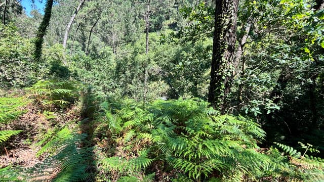 A lush forest scene with dense greenery, including ferns and tall trees, under bright sunlight