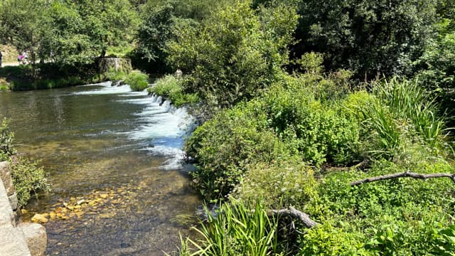 A serene river scene with clear water flowing over a small weir, surrounded by lush green vegetation and trees