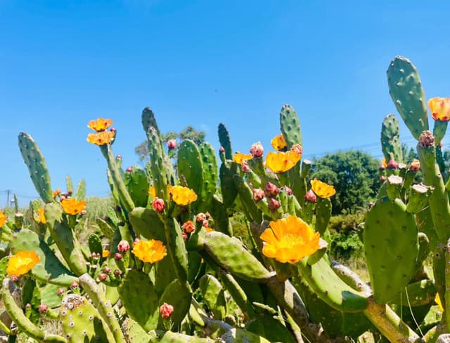 A cluster of prickly pear cacti with vibrant yellow flowers under a clear blue sky