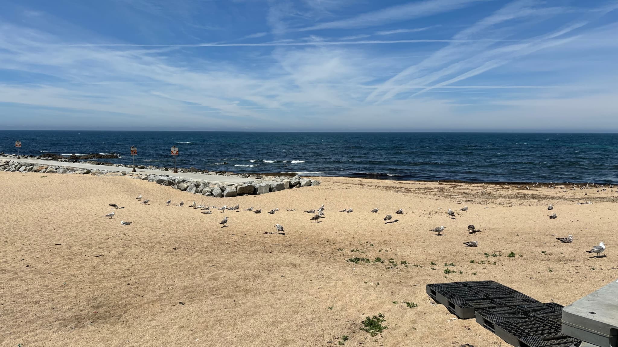 A sandy beach with scattered seagulls, a wooden pier extending into the sea, and a clear blue sky with wispy clouds