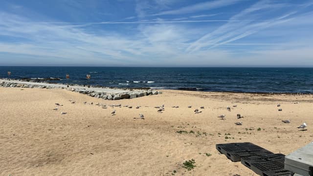 A sandy beach with scattered seagulls, a wooden pier extending into the sea, and a clear blue sky with wispy clouds