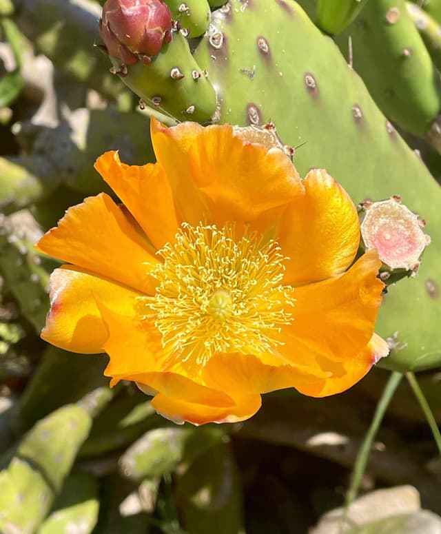 A vibrant orange cactus flower with a detailed yellow center, surrounded by green cactus pads and small buds