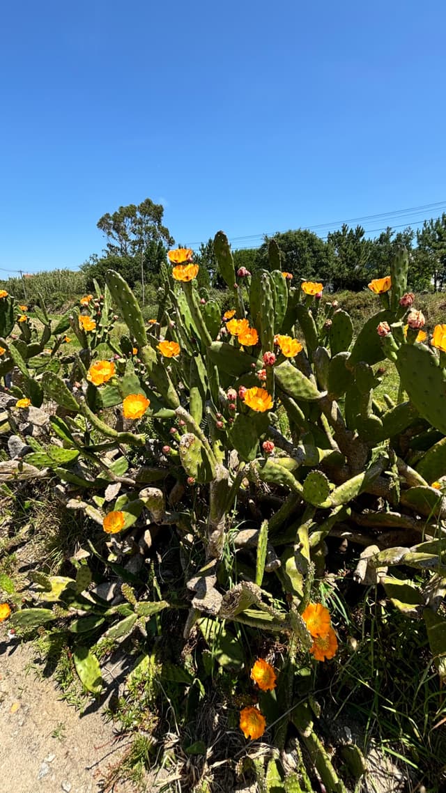 A cluster of prickly pear cacti with vibrant yellow-orange flowers under a clear blue sky
