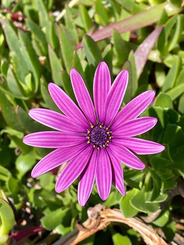 A vibrant purple daisy-like flower with a dark center, surrounded by lush green foliage
